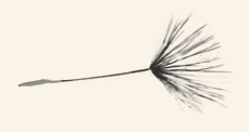 dandelion 2